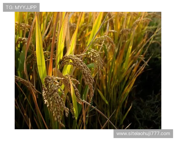 多宝电子在环保节能方面的实践探索与绿色制造理念推广
